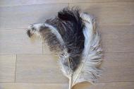 Plumes 30/40 cm